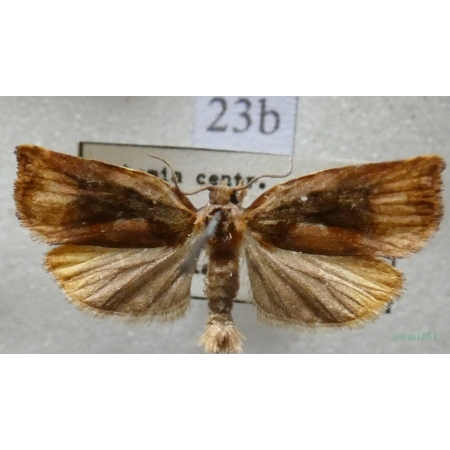 Archips podana (Scopoli, 1763) Zwójka rdzaweczka Czech23b